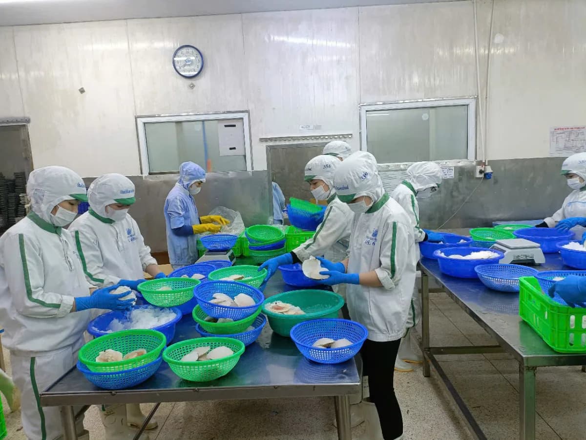 Khu vực sản xuất sò điệp tại xưởng Thanh Hào Seafood